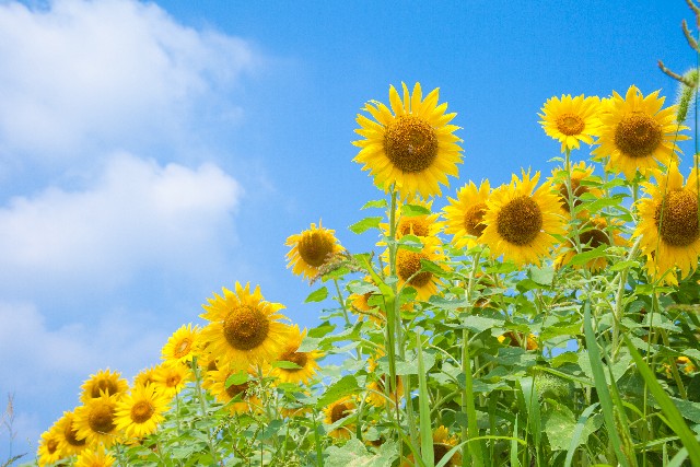 【7月25日〜8月20日】櫻學舎夏期講習のお知らせ